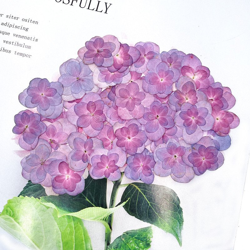 Real Double Layered Petal Purple Hydrangea for Phone Cases Handmade Soap DIY Crafts