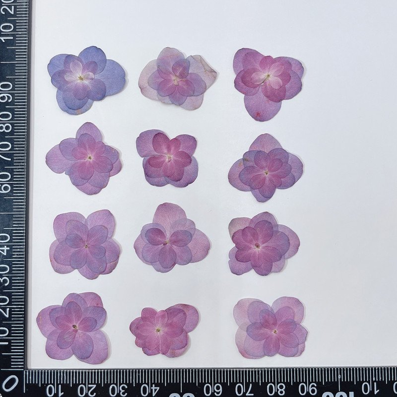 Real Double Layered Petal Purple Hydrangea for Phone Cases Handmade Soap DIY Crafts