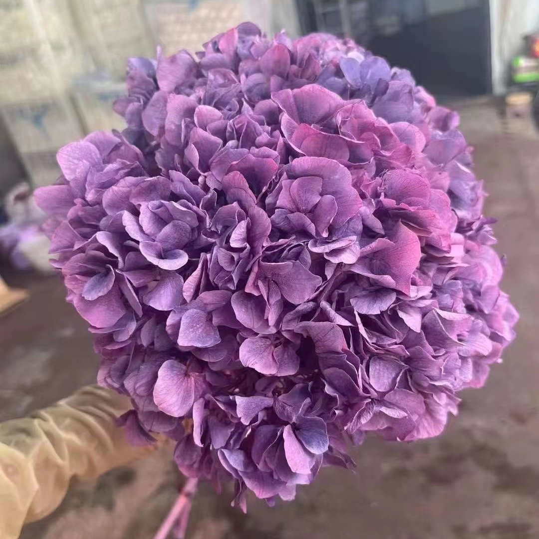 Real Plants Preserved Big Leaf Gradient Color Hydrangea Flowers for Wedding Decoration