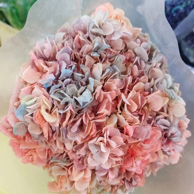 Real Plants Preserved Big Leaf Gradient Color Hydrangea Flowers for Wedding Decoration