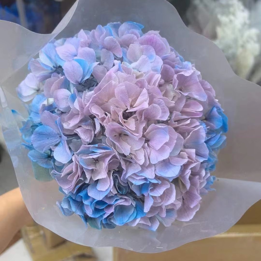 Real Plants Preserved Big Leaf Gradient Color Hydrangea Flowers for Wedding Decoration