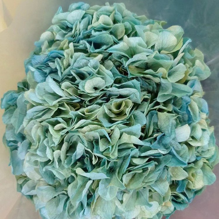 Real Plants Preserved Big Leaf Gradient Color Hydrangea Flowers for Wedding Decoration