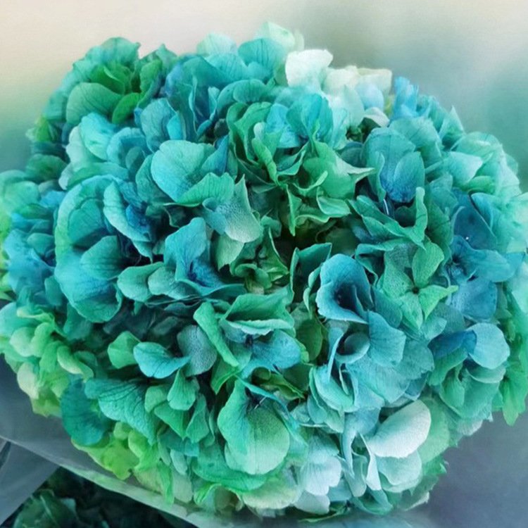 Real Plants Preserved Big Leaf Gradient Color Hydrangea Flowers for Wedding Decoration
