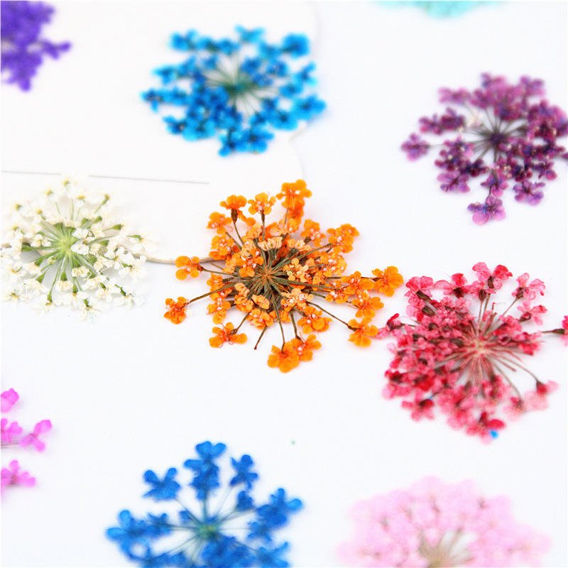 annie lace flowers dry tiny dried flowers for resin