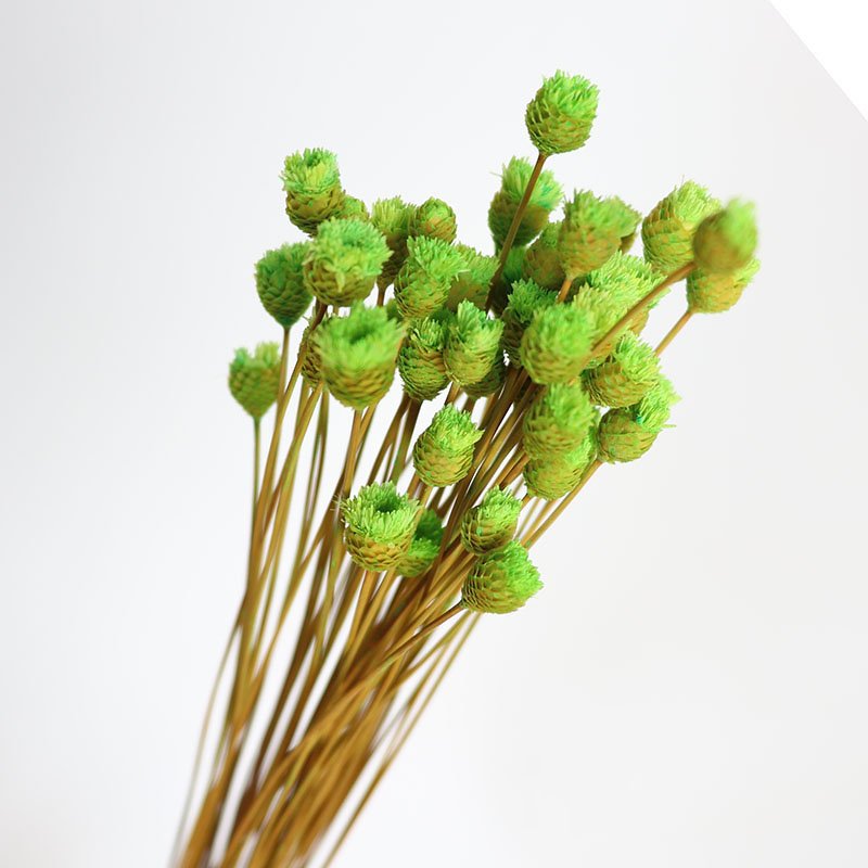 Approves explosive models of Brazil Happy Flower Dried Flowers Retro shooting props Home Decor Bouquet Dried Flowers