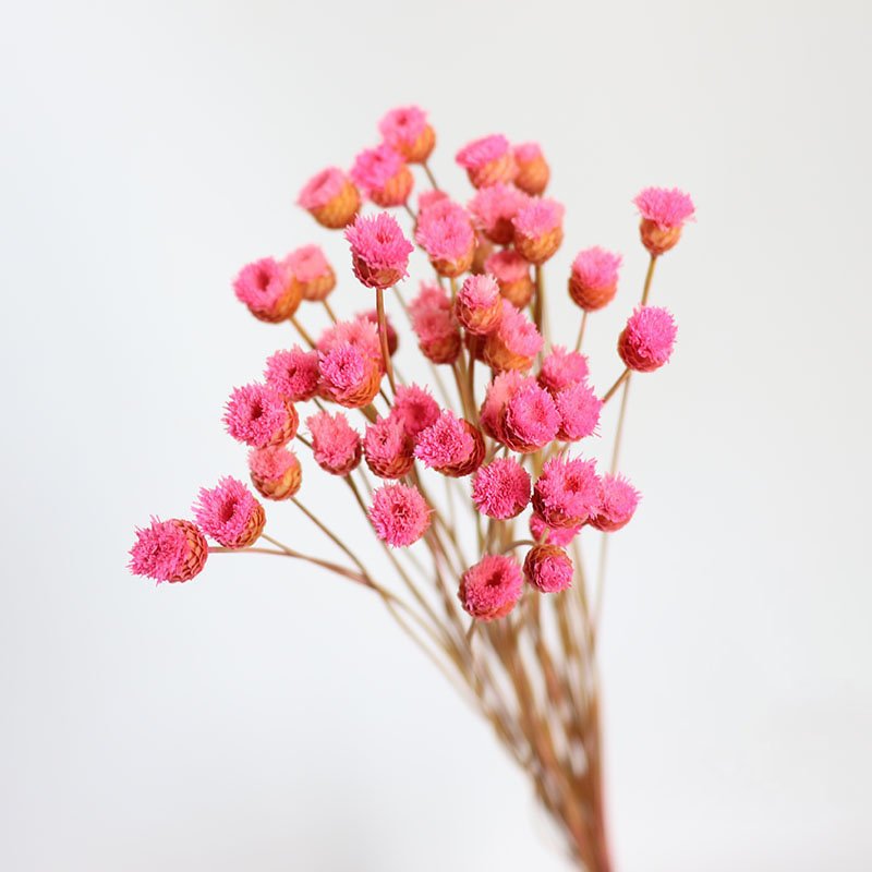 Approves explosive models of Brazil Happy Flower Dried Flowers Retro shooting props Home Decor Bouquet Dried Flowers