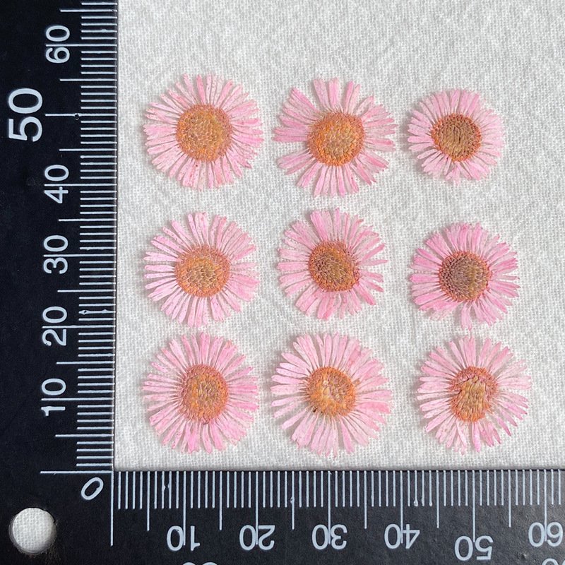 hot sale diy art mix natural real dried pressed daisy flowers for resin nails