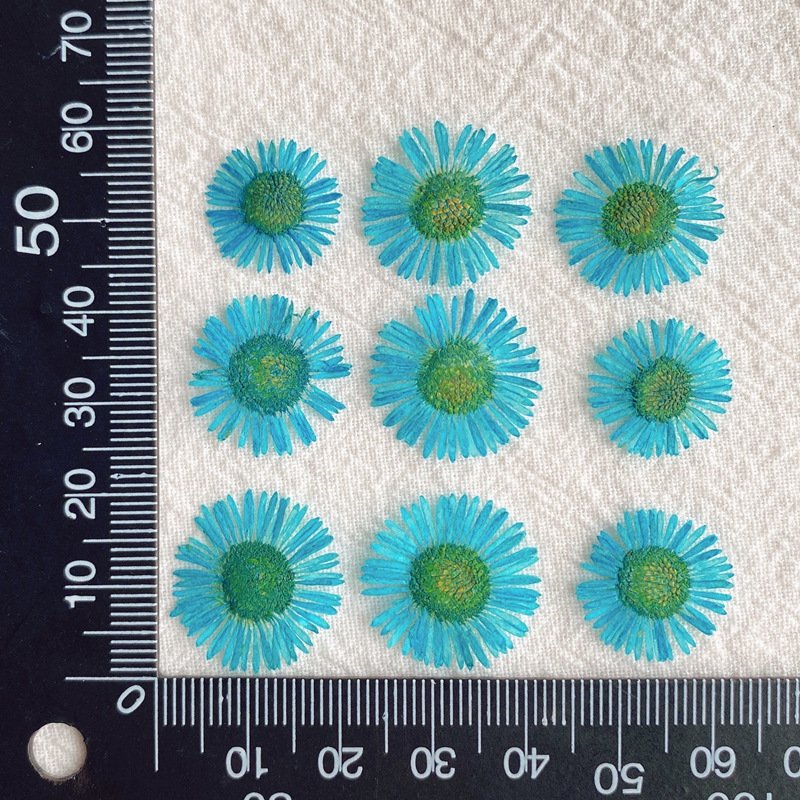 hot sale diy art mix natural real dried pressed daisy flowers for resin nails