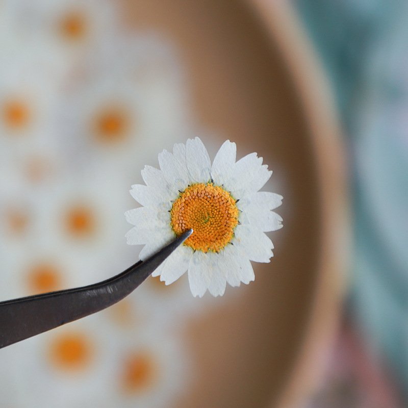 hot sale diy art mix natural real dried pressed daisy flowers for resin nails