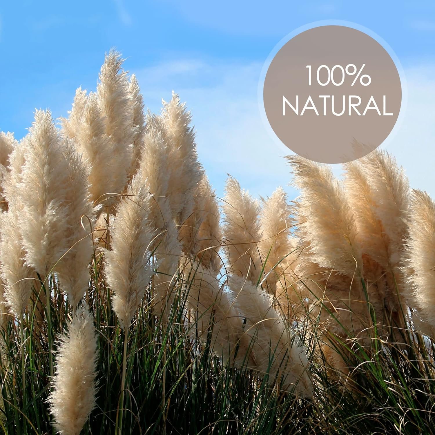 Tall PAMPAS GRASS Fluffy 48 In Boho Wedding Decor Dried Flowers Birthday Decor Balloon Garland Wedding Decor Pampas Arch