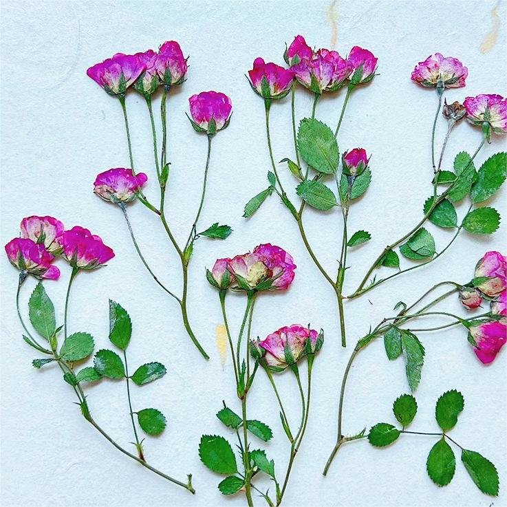 I640 Multi-headed Roses Dried Flowers Embossed Flowers Natural Plant Specimens Beauty and Nail Materials