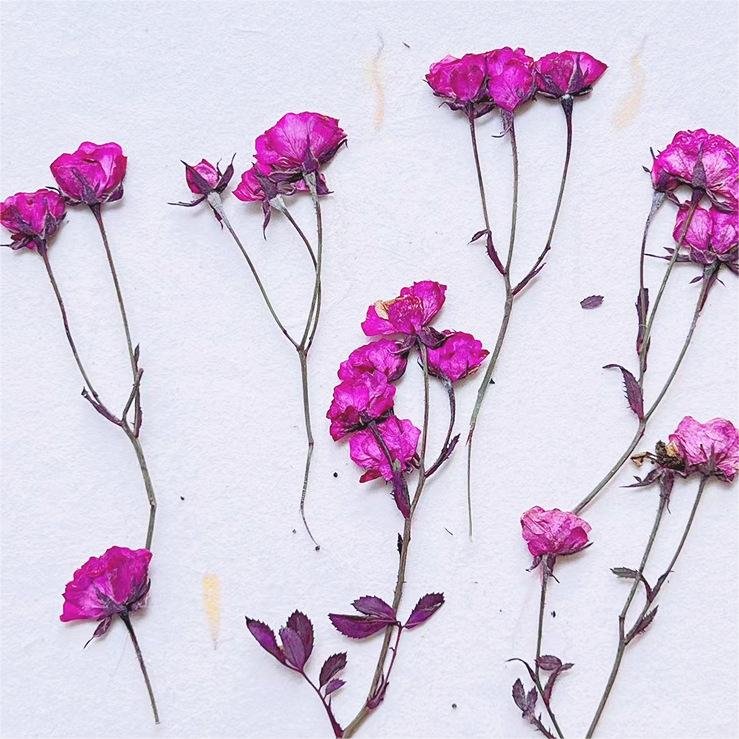 I640 Multi-headed Roses Dried Flowers Embossed Flowers Natural Plant Specimens Beauty and Nail Materials