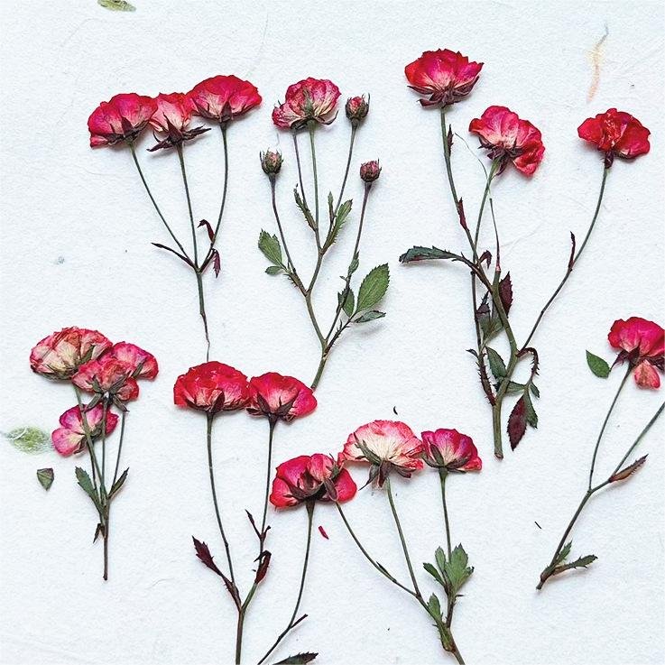 I640 Multi-headed Roses Dried Flowers Embossed Flowers Natural Plant Specimens Beauty and Nail Materials