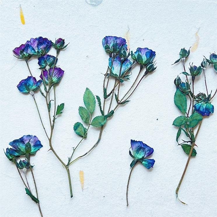 I640 Multi-headed Roses Dried Flowers Embossed Flowers Natural Plant Specimens Beauty and Nail Materials