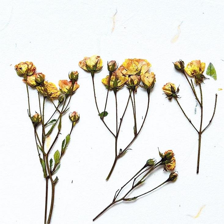 I640 Multi-headed Roses Dried Flowers Embossed Flowers Natural Plant Specimens Beauty and Nail Materials