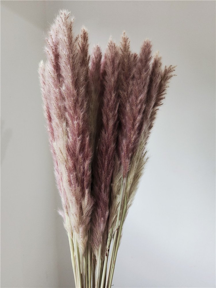 Natural Dried Pampas Grass for Wedding Party Graduation Decorations Home Flower Arrangements Easter Decorative Touch