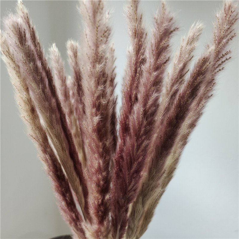 Natural Dried Pampas Grass for Wedding Party Graduation Decorations Home Flower Arrangements Easter Decorative Touch