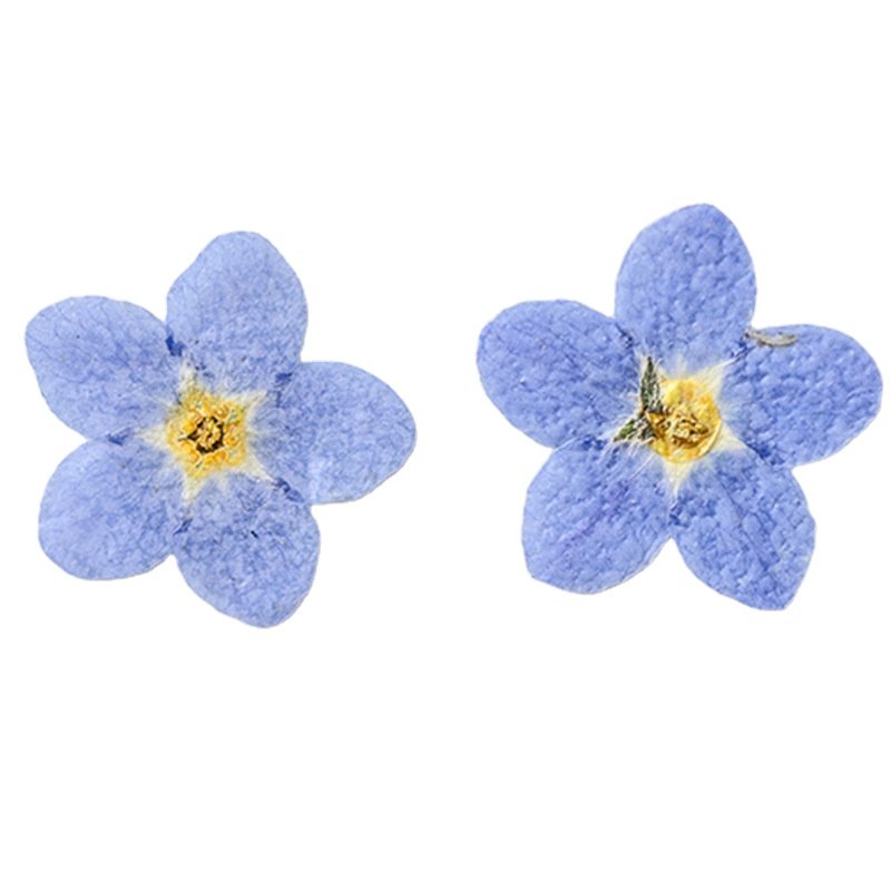 Dried Pressed Flowers Resin Mould Real Flowers