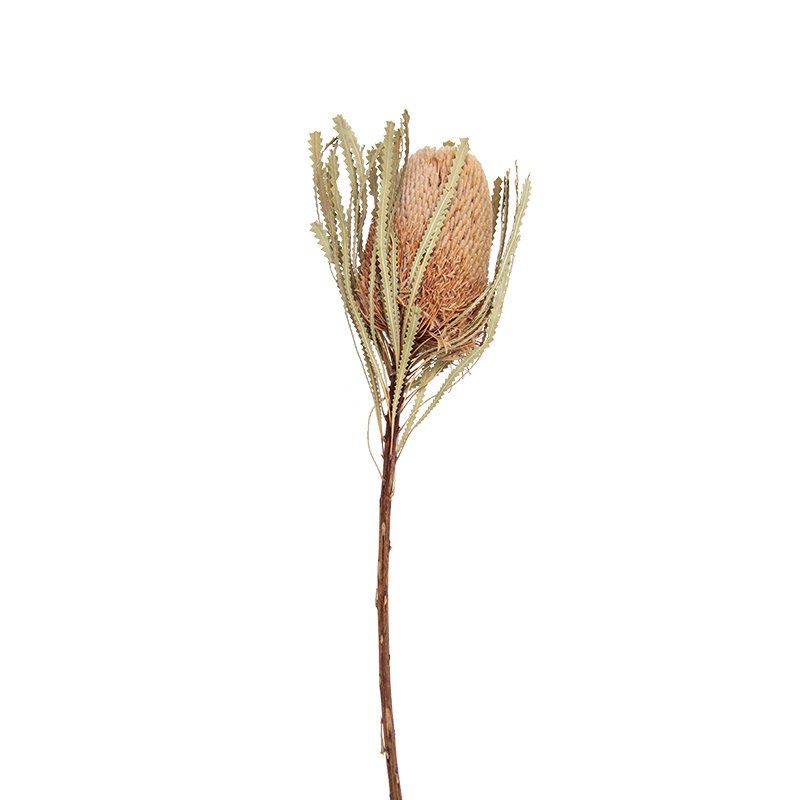 Popular Dried Flower Protea Banksia flower for Home Decoration