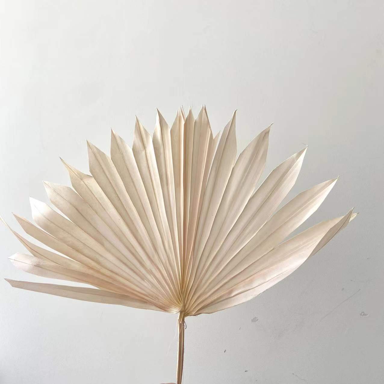 Best Selling Dried Palm Leaves Colorful Sun Palm Leaves