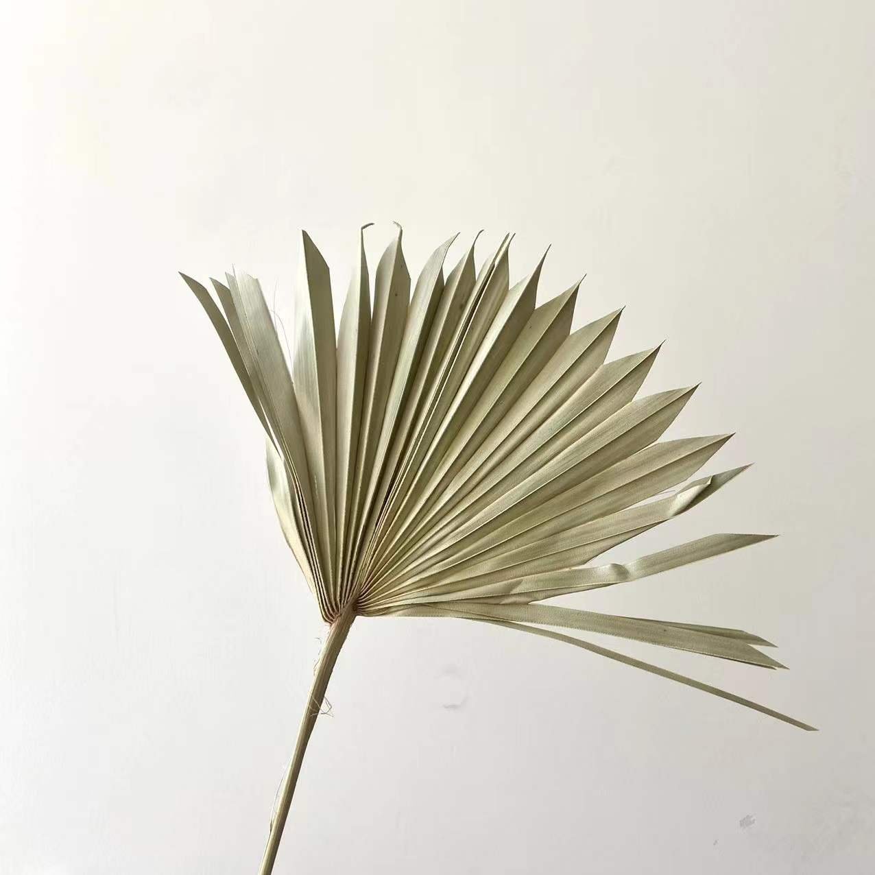 Best Selling Dried Palm Leaves Colorful Sun Palm Leaves