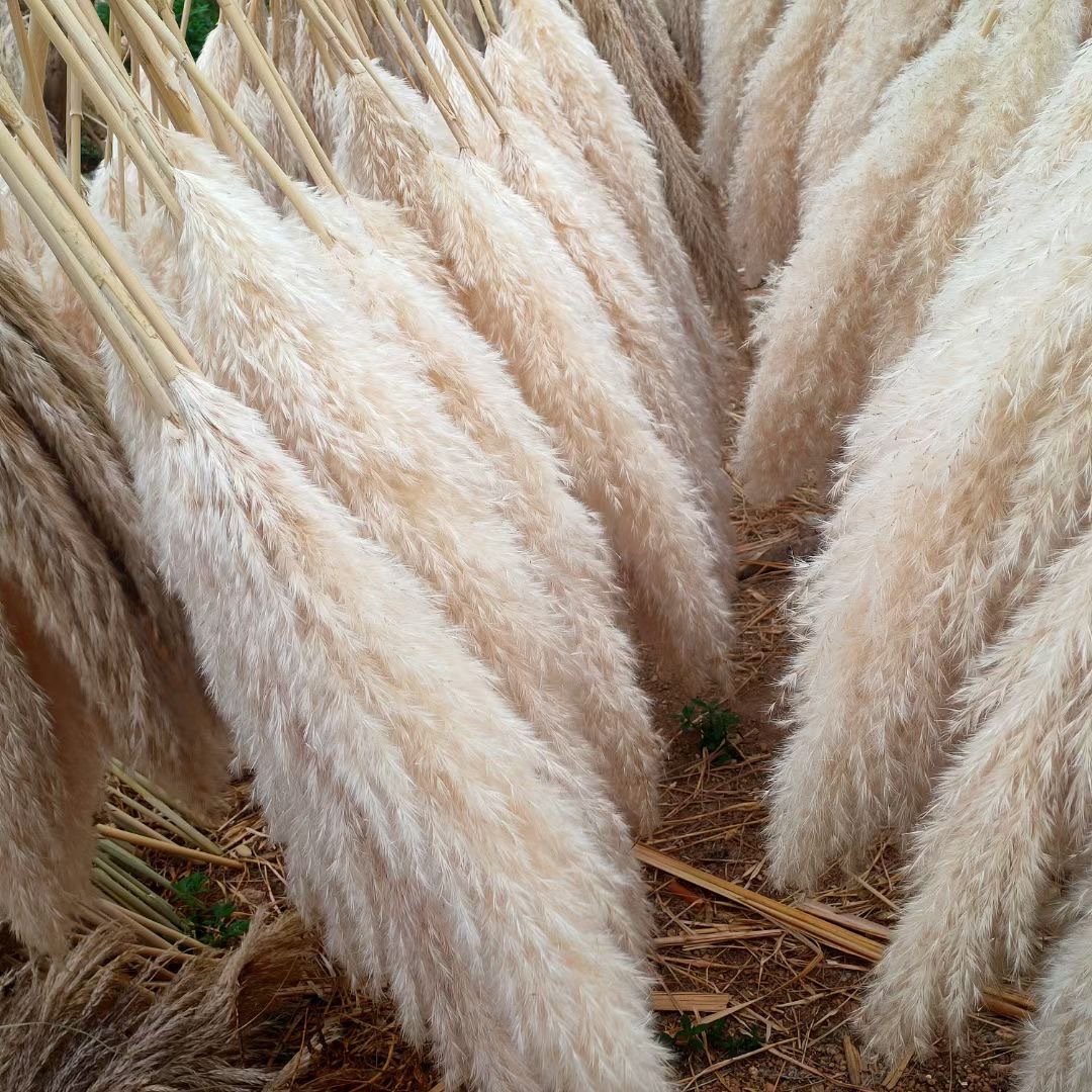 G17 Boho Neutral Bouquet Natural Tall Large Pompas Grass Dried Flower Carton Box Easter Decor Pampas Grass Wedding Centerpieces