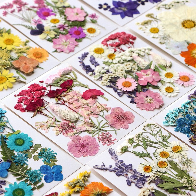 MNR2012 Handicraft Flower Press Mixed Pack Fresh Real Pressed Natural Dried Pressed Flower for Resin