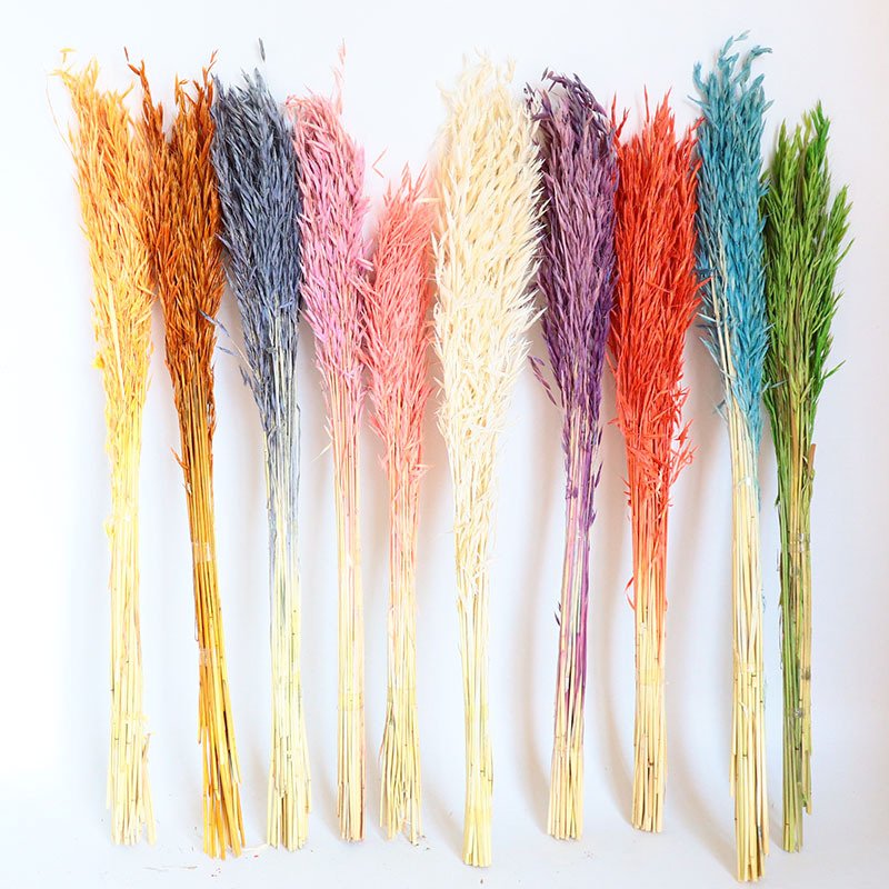 2024 Hot Sale Eco-friendly Dried Floral Dried Oats flowers Avena Sativa for DIY Flower Material