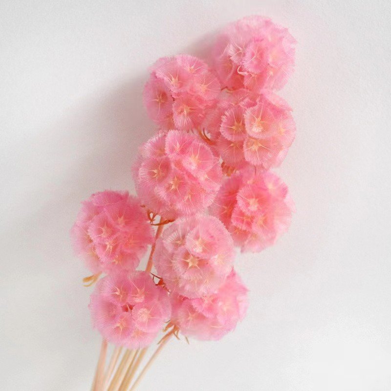 Pink Preserved Pristimera Windmill Foliage Dried Fruit Scabiosa Pods-5 Stems for Christmas Graduation Decorations