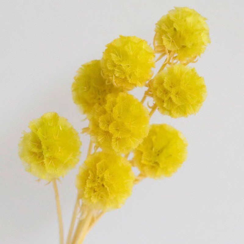 Pink Preserved Pristimera Windmill Foliage Dried Fruit Scabiosa Pods-5 Stems for Christmas Graduation Decorations