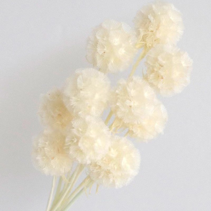 Pink Preserved Pristimera Windmill Foliage Dried Fruit Scabiosa Pods-5 Stems for Christmas Graduation Decorations