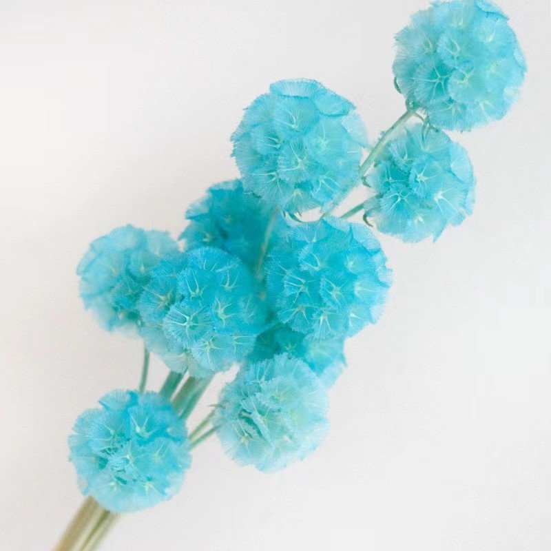 Pink Preserved Pristimera Windmill Foliage Dried Fruit Scabiosa Pods-5 Stems for Christmas Graduation Decorations