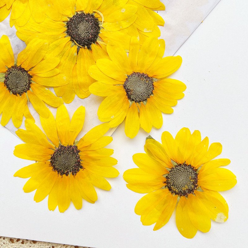 Factory Direct Sale Sunflower Pressed Flower Dried Flower Decorative Flowers For Home Decoration