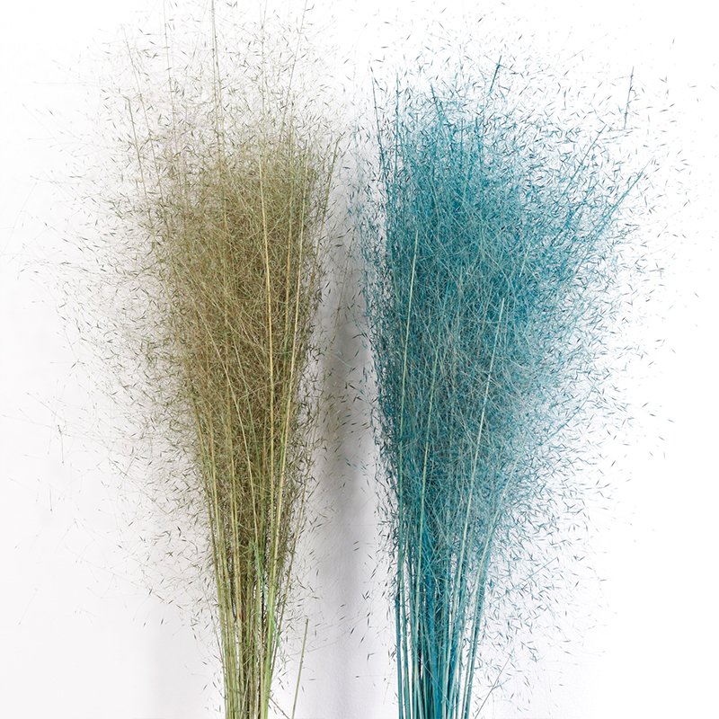 GH-041 Fluffy Feather Misty Cloud dried Whitefly muhlenbergia capillaris chaotic pink muhly grass zinfandel pampas grass decor