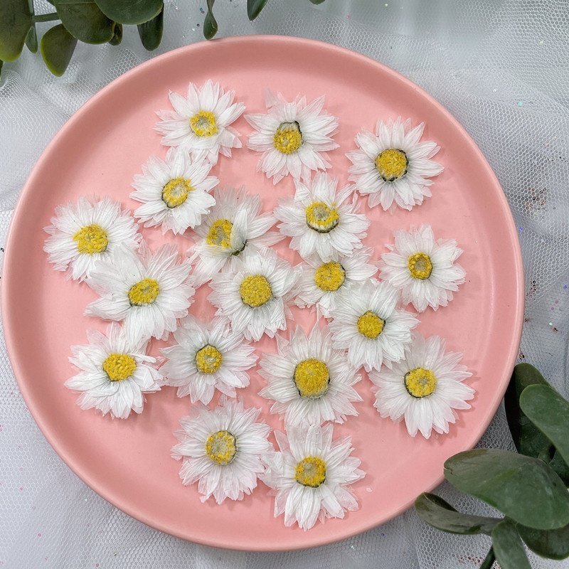 MNR1967 MOQ 12 pieces dried daisy flowers for making scented candles DIY