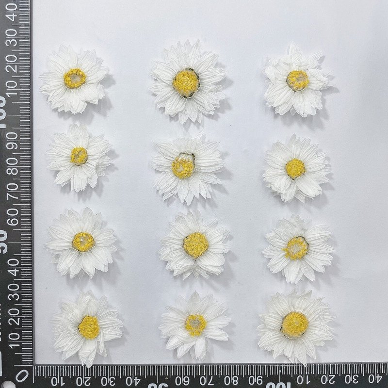 MNR1967 MOQ 12 pieces dried daisy flowers for making scented candles DIY