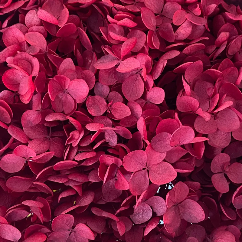Yunnan Activelove Preserved Hydrangea Large Petals Dried Flower Decoration Dry Flower With Box Hydrangea For Flower Arrangement