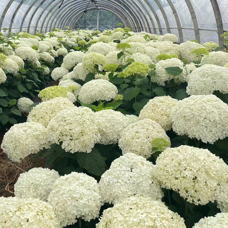Yunnan Activelove Preserved Hydrangea Large Petals Dried Flower Decoration Dry Flower With Box Hydrangea For Flower Arrangement