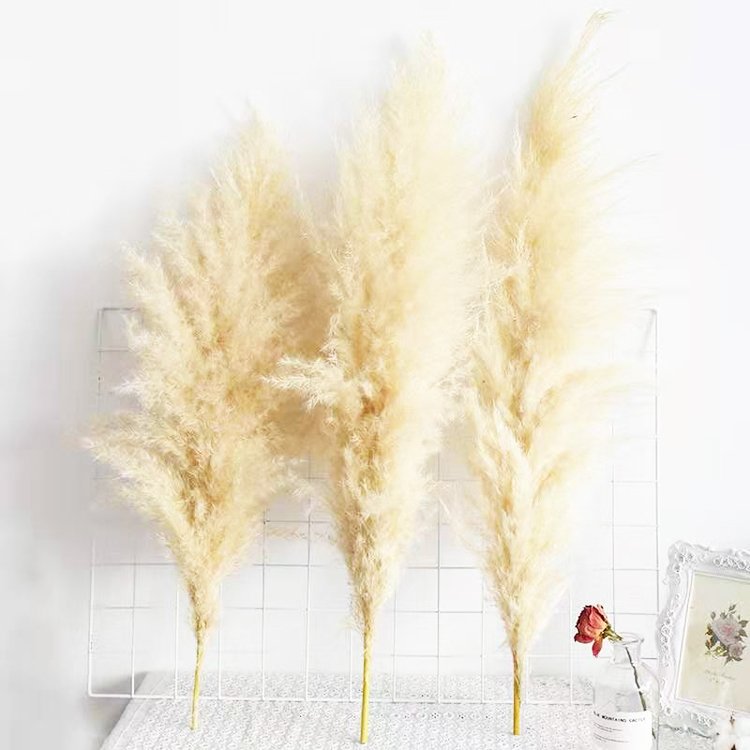 SumFlora 2024 Most Popular Dried Flower Dried Pampas Grass For Wedding Decoration