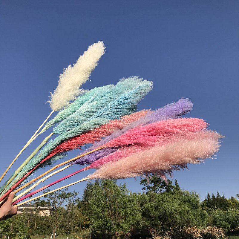 SumFlora 2024 Most Popular Dried Flower Dried Pampas Grass For Wedding Decoration
