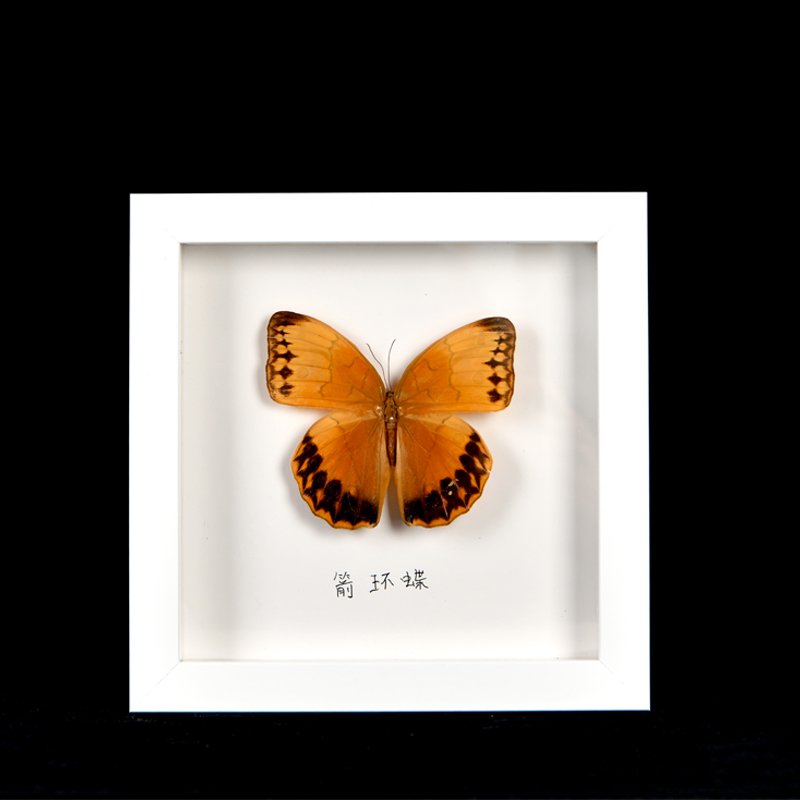 High Quality 3D Shadow Box for Dried Flower Picture Frame Plant Butterfly Specimen Photo Picture Frame