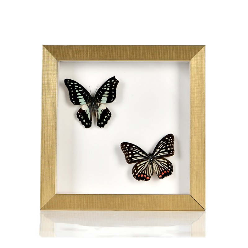 High Quality 3D Shadow Box for Dried Flower Picture Frame Plant Butterfly Specimen Photo Picture Frame