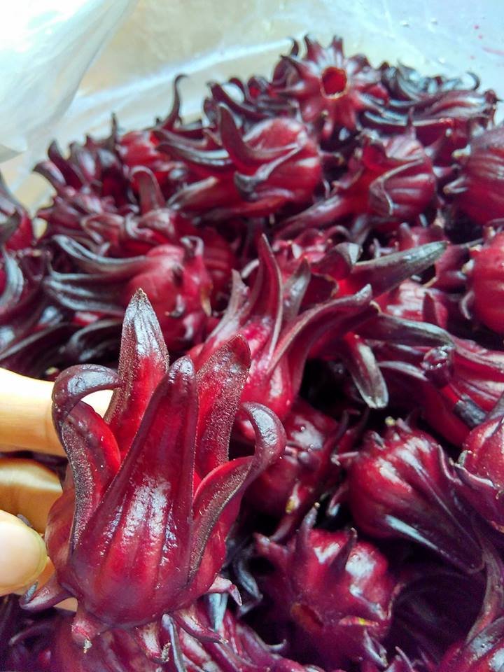 Top sale Vietnam Herbal tea - Dried flower Hibiscus Chamoline Lavender from factory