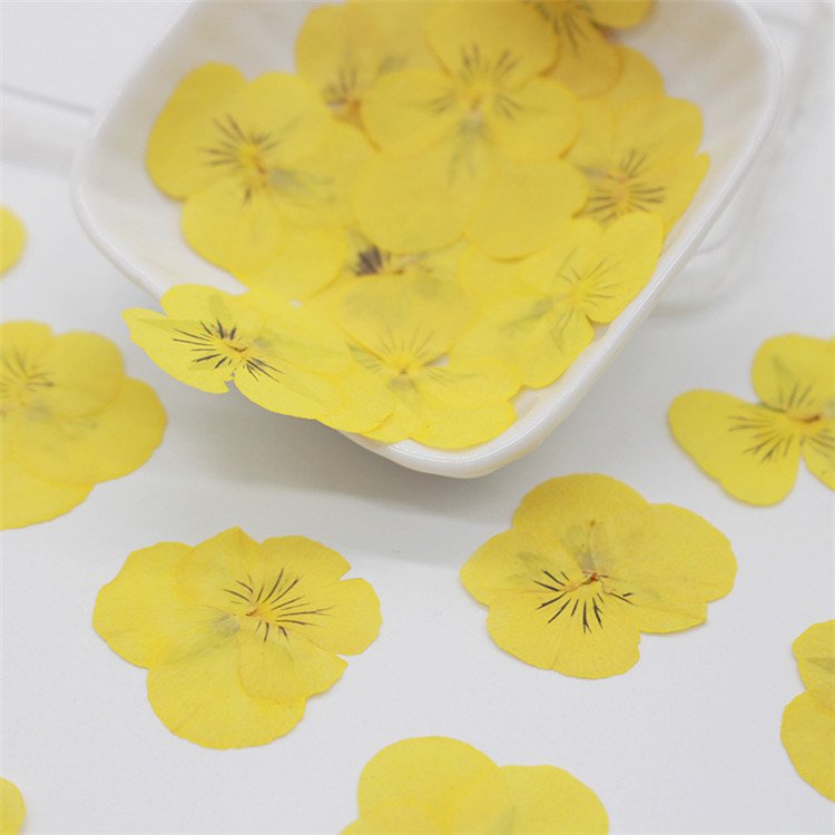 Viola Pansy With Yellow Nail Crafts Handmade Bookmarks Natural Plant Eco-friendly Real Pressed Dried Flower