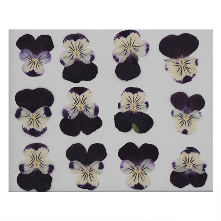 Viola Pansy With Yellow Nail Crafts Handmade Bookmarks Natural Plant Eco-friendly Real Pressed Dried Flower