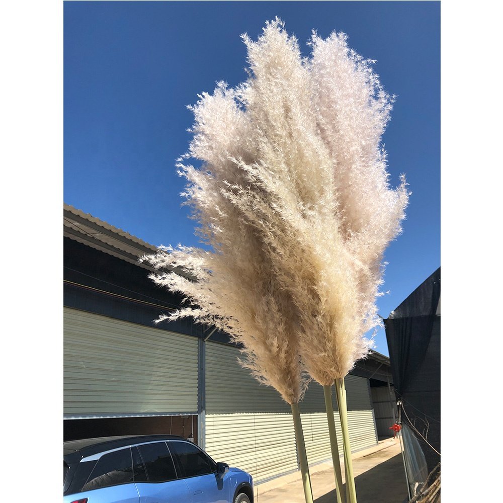 Decorative Flower Wedding Home Decor 120 cm Large Fluffy White Natural Dried Pampas Grass