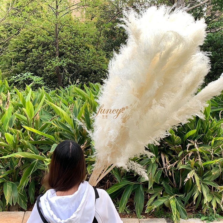 Decorative Flower Wedding Home Decor 120 cm Large Fluffy White Natural Dried Pampas Grass