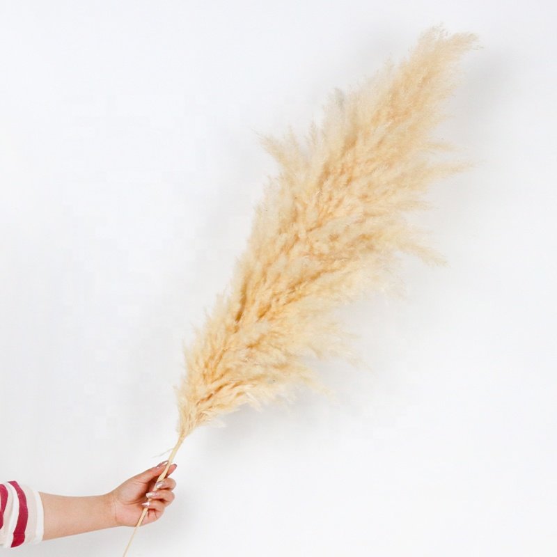 Decorative Flower Wedding Home Decor 120 cm Large Fluffy White Natural Dried Pampas Grass