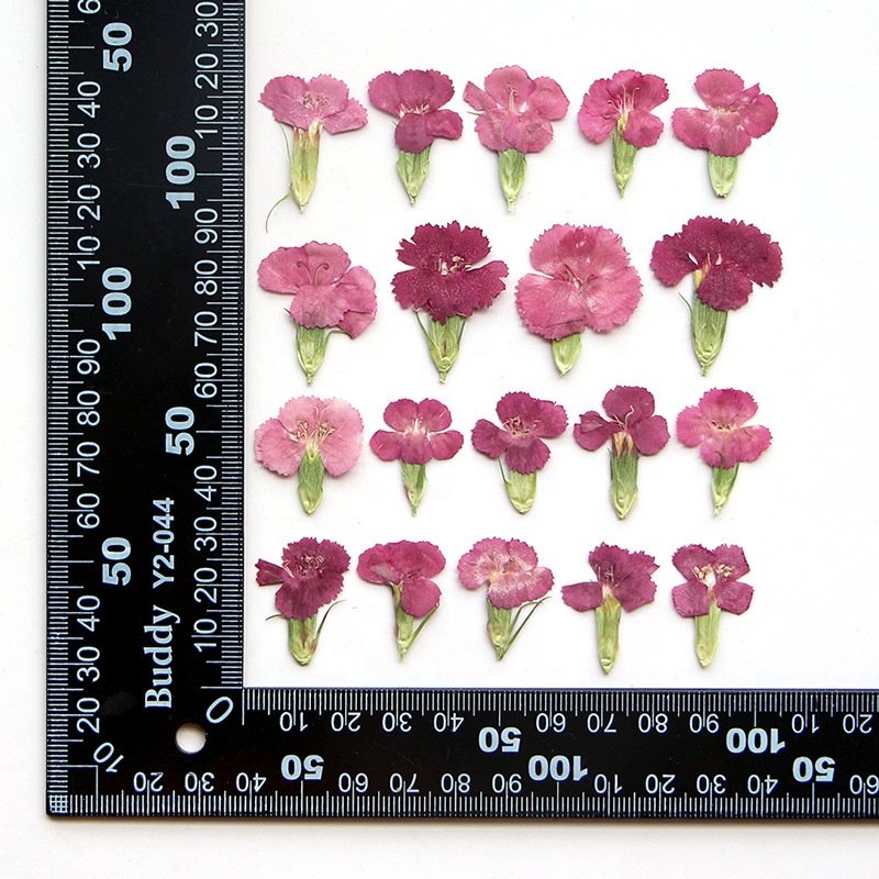 MNR2043 DIY Dried Mini Pressed Flowers For Cakes Candle Making