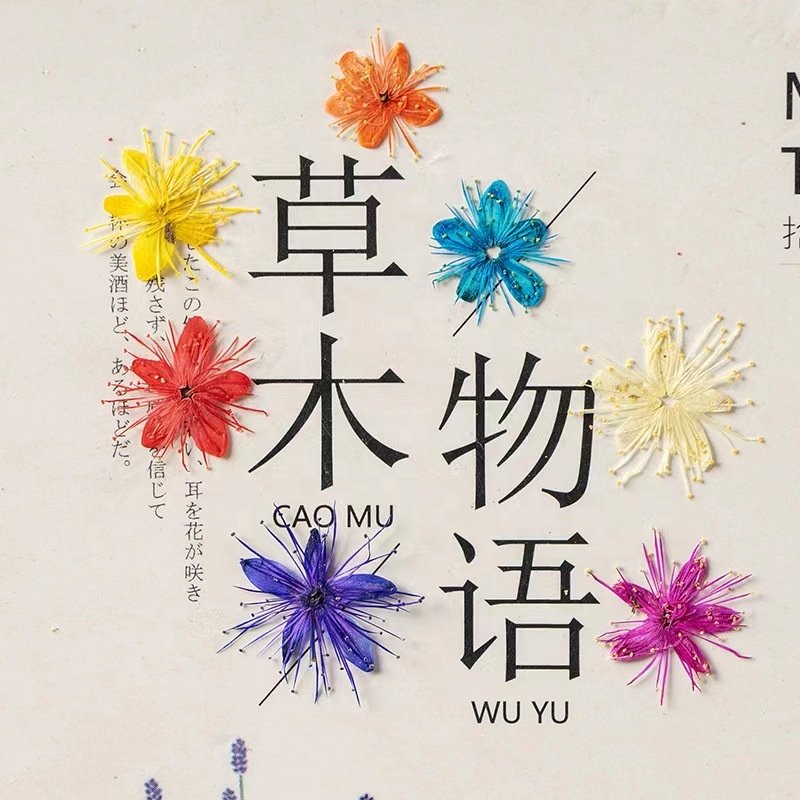 MNR2024 Natural Real Dried Pressed Flowers DIY Mixed Dry Flower Dried Pressed Flower Resin